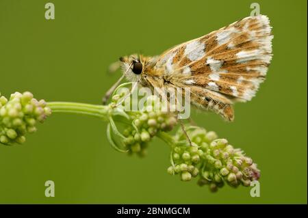 Oberthur's Grizzled Skipper Schmetterling (Pyrgus armoricanus) auf Blume, Grands Causses Regional Natural Park, Frankreich, Mai. Stockfoto