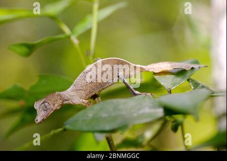Spearpoint-Gecko (Uroplatus ebenaui) Andasibe-Mantadia National Park, Madagaskar, November. Stockfoto