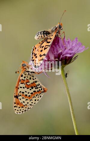 Gefleckte Friesenfalter (Melitaea didyma) Männchen nähert sich Weibchen, Luberon Regional Natural Park, Frankreich, Juni. Stockfoto