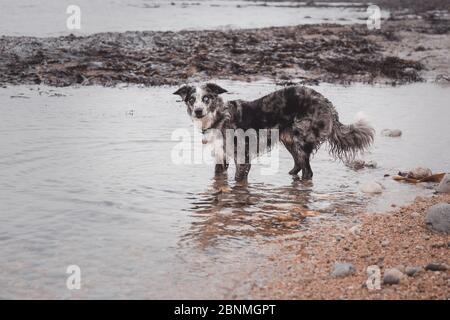 Border Collie blau Merle 2 verschiedene Augen Stockfoto