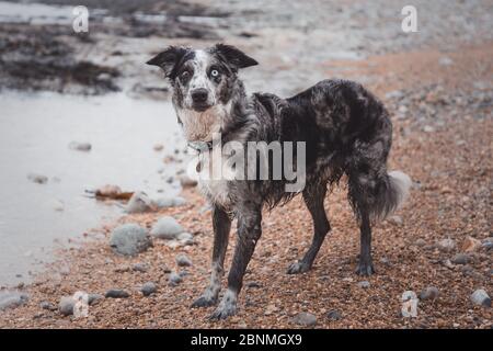 Border Collie blau Merle 2 verschiedene Augen Stockfoto
