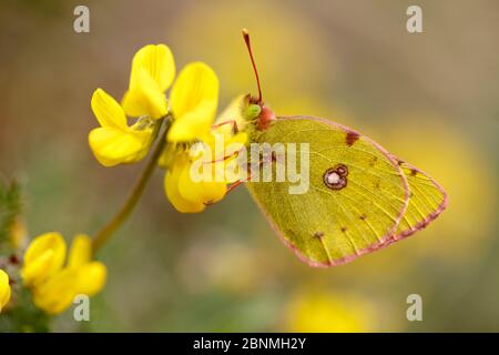 Bergers getrübter gelber Schmetterling (Colias alfacariensis) auf Trefoil (Lotus sp.), Hautes-Alpes, Frankreich, April. Stockfoto