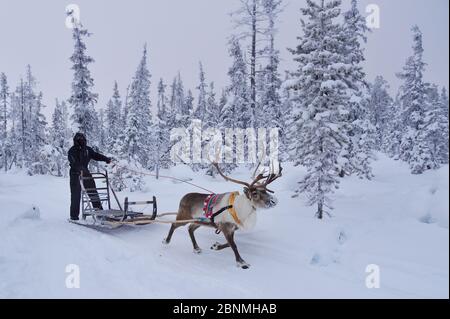 Eine Rentierschlitten-Tour mit samischen Rentiergehirten in der Rentier Lodge in -25 Grad C, geführt von Nutti Sami Siida, in der Nähe des Icehotel, in Stockfoto