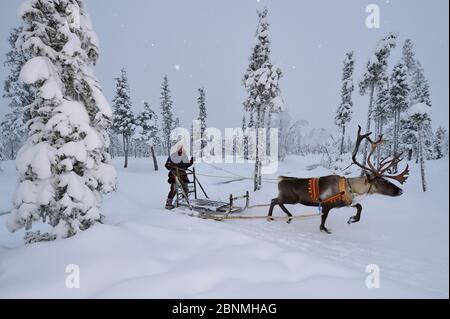 Rentierschlitten in - 25 C, mit Nils-Torbjorn Nutti, Besitzer und Betreiber von Nutti Sami Siida, Jukkasjarvi, Lappland, Laponia, Norrbotten County, Schweden Stockfoto