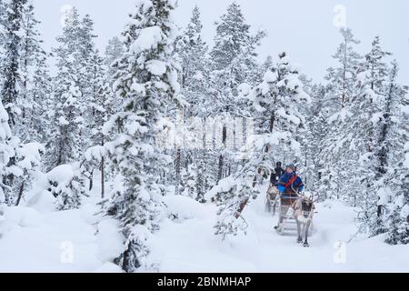 Eine Rentierschlitten-Tour mit samischen Rentiergehirten in der Rentier Lodge in -25 Grad C, geführt von Nutti Sami Siida, in der Nähe des Icehotel, in Stockfoto