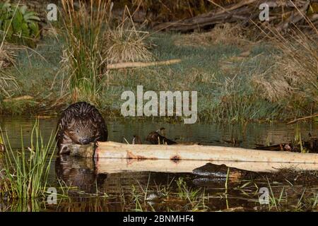 Eurasischer Biber (Rizinusfaser) nagt Rinde von einem Ast, den er an einer Futterstation am Rande seines Teiches in der Nacht geschnitten hat, Tayside, Perthshire, Scotl Stockfoto