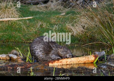 Eurasischer Biber (Rizinusfaser) nagt Rinde von einem Ast, den er an einer Futterstation am Rande seines Teiches in der Abenddämmerung, Tayside, Perthshire, Scotla geschnitten hat Stockfoto