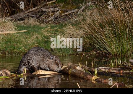 Eurasischer Biber (Rizinusfaser) nagt Rinde von einem Ast, den er an einer Futterstation am Rande seines Teiches in der Nacht geschnitten hat, Tayside, Perthshire, Scotl Stockfoto