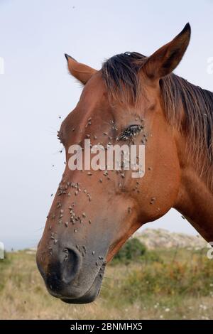 Asturisches Pony / Asturker (Equus caballus) mit vielen Gesichtsfliegen / Herbsthausfliegen (Musca autumnalis) auf dem Kopf und um die Augen und nostr Stockfoto