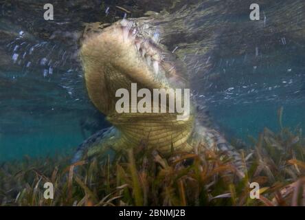 Amerikanisches Krokodil (Crocodylus acutus) verschwommene Bewegung von Tieren in seichtem Wasser, Banco Chinchorro Biosphärenreservat, Karibik, Mexiko Stockfoto