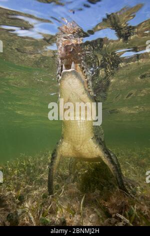 Amerikanisches Krokodil (Crocodylus acutus) steigt auf, um an der Oberfläche zu atmen, Banco Chinchorro Biosphärenreservat, Karibik Region, Mexiko Stockfoto