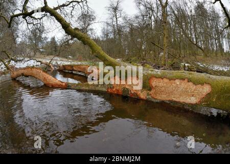 Moor-birke (Betula pubescens) von Eurasischen Biber (Castor Fiber) mit einigen ihrer Rinde gefällt Zerbissen aus, indem Sie sie, Lügen über einen Stream im g Stockfoto