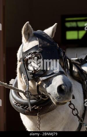 Kopfschuss eines Shetland Ponys, in vollem Bergbau-Geschirr, bei Beamish, dem North of England Open Air Museum, in der Nähe von Stanley, County Durham, England, United Ki Stockfoto