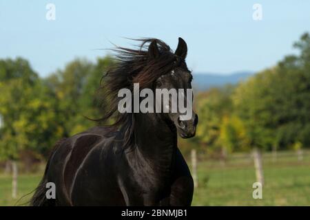 Porträt von Ferari, Canadian Horse Hengst, Multi Champion, Cumberland, Ontario, Kanada. Stark gefährdete Pferderasse. Stockfoto