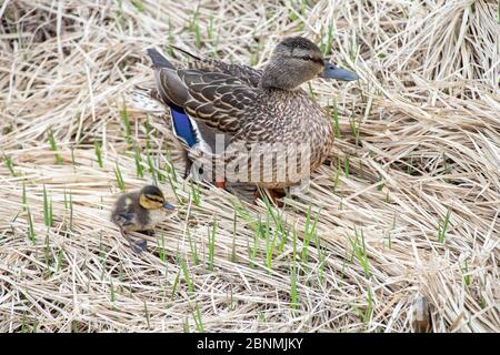 Mallard Henne mit Entlein Stockfoto