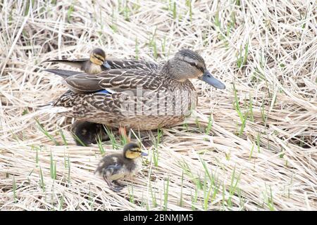 Mallard Henne mit Entlein Stockfoto