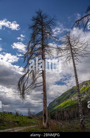Verkohlte Überreste eines Bergwaldes, Abruzzen, Italien, Europa Stockfoto