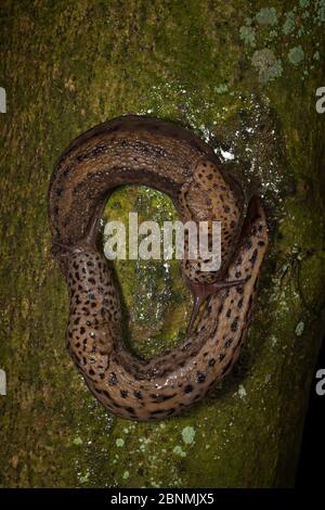 Leopardenschlösse (LiMax maximus) Paarungspaar, die kurz vor der Paarung aufeinander folgen. Diese Schnecken sind Hermaphroditen und können hier übertragen gesehen werden Stockfoto