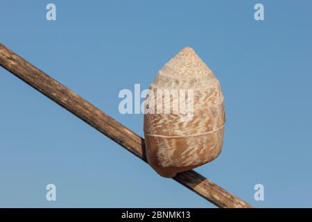 Land Schnecke (Cerion torrei moralesi) geschlossene Schale auf Vegetation während der Trockenzeit, um warme Temperaturen auf Bodenniveau / Kuba zu vermeiden Stockfoto