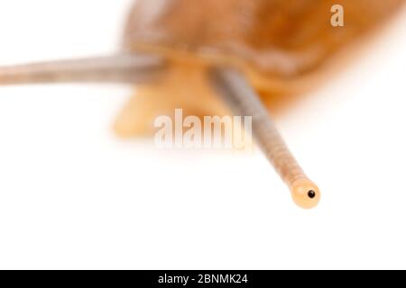 Pancake Schnecke (Veronicella sloanei) Detail des Auges auf Antenne, gefangen aus Mittelamerika Stockfoto