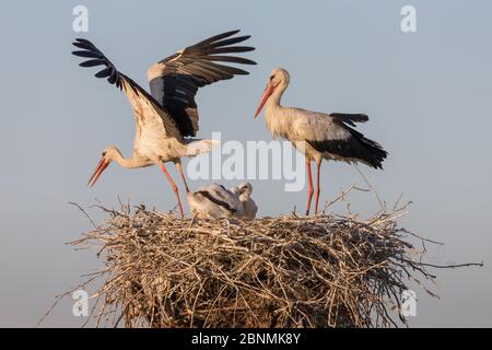 Weißstorch (Ciconia ciconia) Paar mit Küken im Nest, Donaudelta, Rumänien Stockfoto
