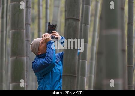 Wildtierfotograf Ingo Arndt arbeitet vor Ort, Shunan Bamboo Sea, Shunan Zhuhai National Park, Sichuan, China April. Stockfoto