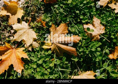 Feurig-gelbe Herbstahornblätter, in Taupen, liegen auf dem grünen Gras. Stockfoto