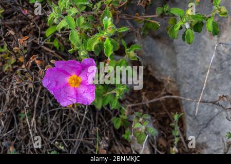 'Rock Rose' , Cistus crispus rosa Wildblume Stockfoto