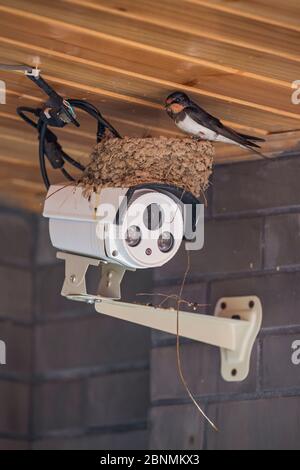 Schwalbe (Hirundo rustica), die auf einer Sicherheitskamera brütet, Chengdu, China, April. Stockfoto