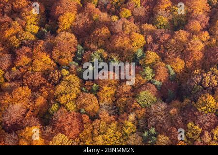 Luftaufnahme von Mischwald-Baldachin in Herbstfarben, Spessart, Deutschland, Oktober 2015. Stockfoto