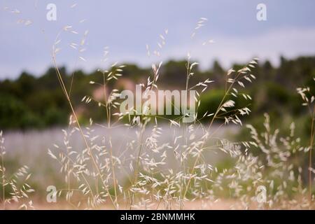 Haferpflanzen im grünen Feld, Getreide Nahaufnahme, Makro Stockfoto