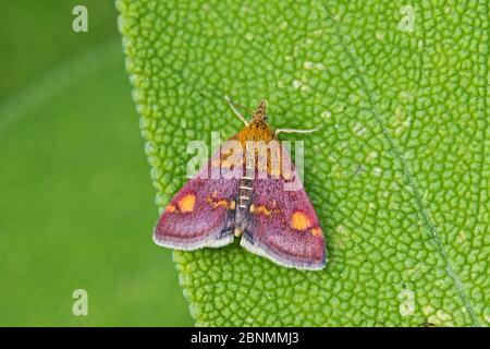 Gelber Purpur- und Goldschreck (Pyrausta purpuralis) Brockley Cemetery, Lewisham, London, UK Juli Stockfoto