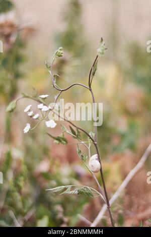 Haferpflanzen im grünen Feld, Getreide Nahaufnahme, Makro Stockfoto