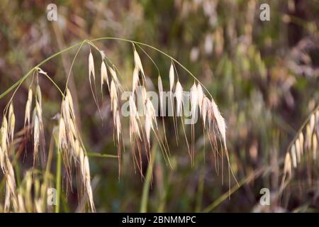 Haferpflanzen im grünen Feld, Getreide Nahaufnahme, Makro Stockfoto