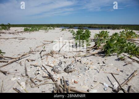 Amerikanische Austernfischer (Haematopus palliatus) Nest mit Eiern am Strand, Delaware Bay, New Jersey, USA, Juni Stockfoto