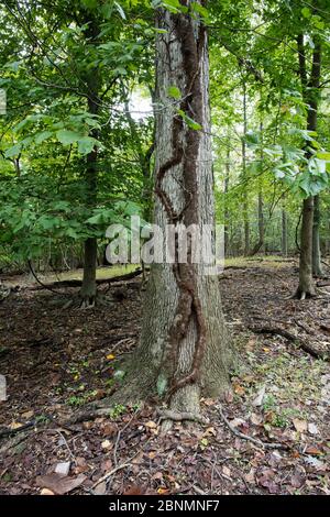 Gifteifwein (Toxicodendron radicans) steigt auf White Oak Tree (Quercus) Fort Washington State Park, Pennsylvania, USA Oktober Stockfoto