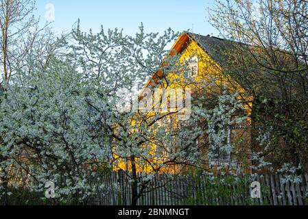 Im Vordergrund blühende Bäume, dahinter ein kleines Dorfhaus. Stockfoto