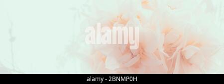 Weicher Fokus von Narzissen-Banner. Frühling. Frühlingsblumen. Spa, Beauty-Banner mit freiem Platz für Text Stockfoto