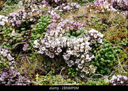 Enderby Island Enzian (Gentiana concinna) auf Küstenklippe Kante, Enderby Island, Auckland Island Gruppe, Subantarktische Neuseeland Januar Stockfoto