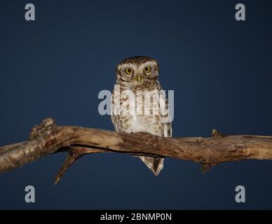 Gefleckte Eselin (Athene brama) thront bei Nacht Bandhavgarh National Park, Indien. Stockfoto