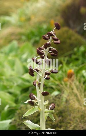 Daisy (Pleurophyllum criniferum) Campbell Island, Subantarktisches Neuseeland Januar Stockfoto