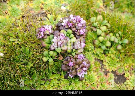 Enderby Island Enzian (Gentiana concinna) auf Küstenklippe Kante, Enderby Island, Auckland Island Gruppe, Subantarktische Neuseeland Januar Stockfoto