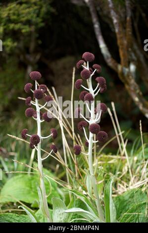 Daisy (Pleurophyllum criniferum) Campbell Island, Subantarktisches Neuseeland Januar Stockfoto