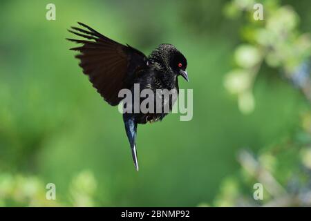 Bronzed cowbird (Molothrus aeneus), männliche Ausstellung im Flug, Rio Grande Valley, South Texas, Texas, USA. Mai Stockfoto