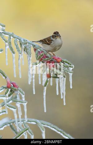 Chipping Sparrow (Spizella passerina), Erwachsener auf eisigen Zweig der Weihnachtsscholle (Cylindropuntia leptocaulis), Hill Country, Texas, USA. Januar Stockfoto