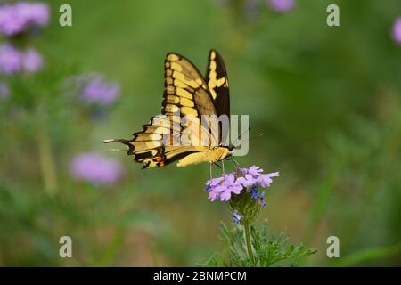 Riesenschwalbenschwanz-Schmetterling (Papilio cresphontes), Erwachsene füttern auf Prairie Verbena (Glandularia bipinnatifida), Hill Country, Texas, USA. April Stockfoto