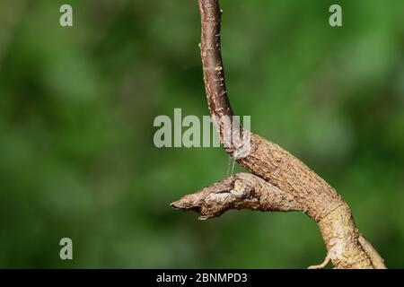 Riesenschwalbenschwanz-Schmetterling (Papilio cresphontes), Chrysler, gebrochene Ast Mimikry, Hill Country, Texas, USA. August Stockfoto