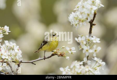 Kleiner Goldfink (Carduelis psalter), weiblich thront in blühenden mexikanischen Pflaume (Prunus mexicana) , Hill Country, Texas, USA. März Stockfoto