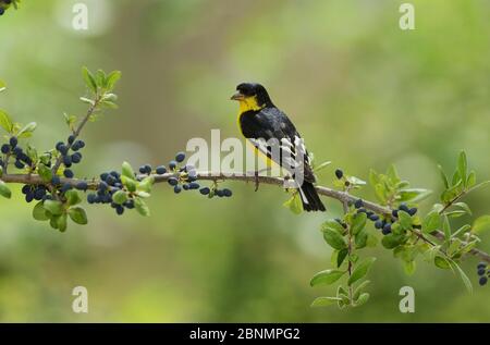 Kleiner Goldfink (Carduelis psettria), erwachsenes Männchen auf dem Elbow Bush (Forestiera pubescens) mit Beeren, Hill Country, Texas, USA. Mai Stockfoto