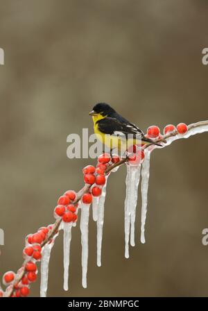 Kleiner Goldfink (Carduelis psettria), erwachsenes Männchen auf einem eisigen Zweig der Possum Haw Holly (Ilex decidua) mit Beeren, Hill Country, Texas, USA. Feb Stockfoto